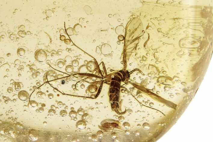 Polished Colombian Copal ( g) - Contains Insects! #263990